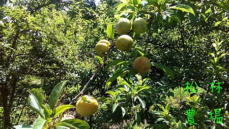 5月29日的紅肉李