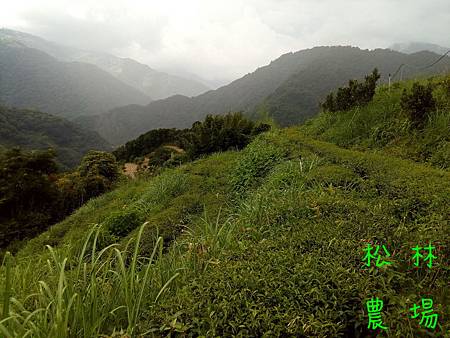 7月2日的茶園