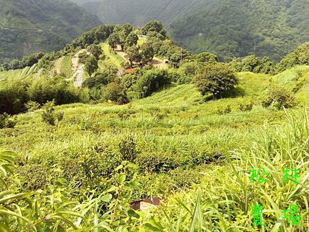 7月2日的茶園