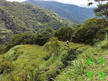 7月12_14日茶園砍草