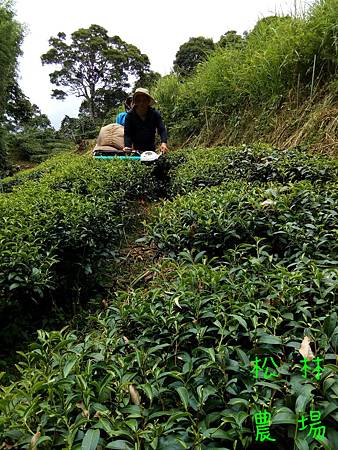 7月18日採茶