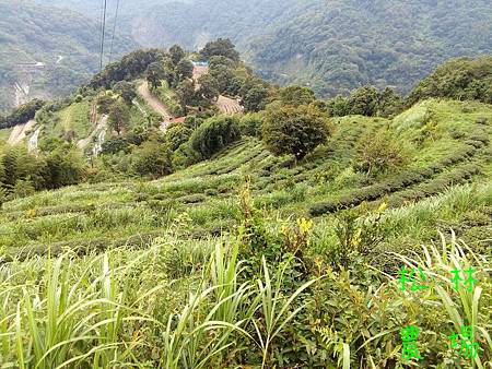 8月9日的茶園