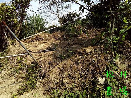 8月22日茶園到處有山豬挖土的痕跡