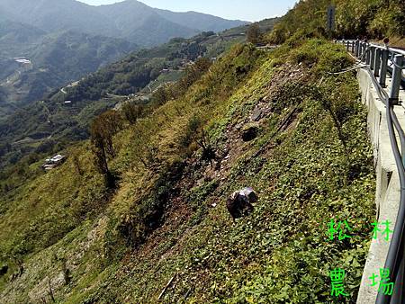 10月31日採高山番薯