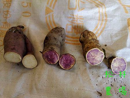 11月1日不同品種的高山番薯