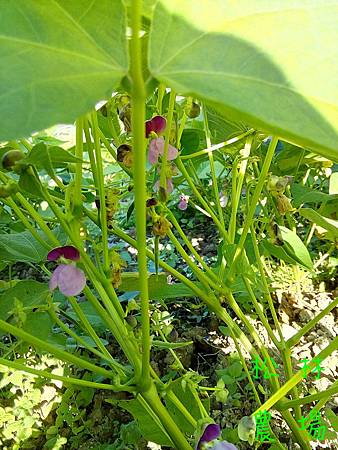 11月5日花豆的花