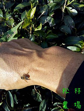 野蜜蜂來吃手上的汗