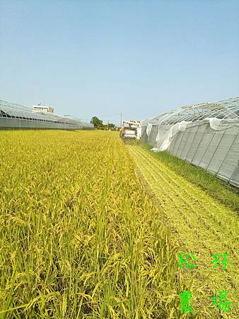 11月9日田尾的稻子收割