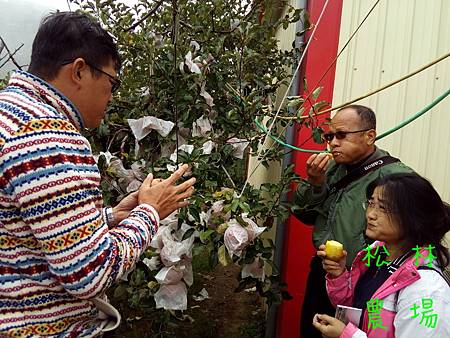 11月10日和王大哥夫妻及劉大哥到梨山福忠果園勘查今年的蜜蘋果