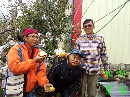 11月10日和王大哥夫妻及劉大哥到梨山福忠果園勘查今年的蜜蘋果