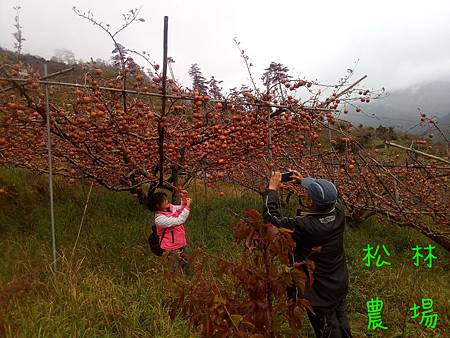 11月10日參觀石板善耕農園的蘋果園