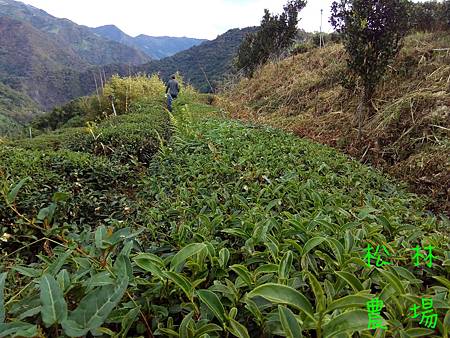 20161121茶園人工除草