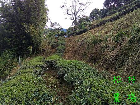 20161121茶園人工除草