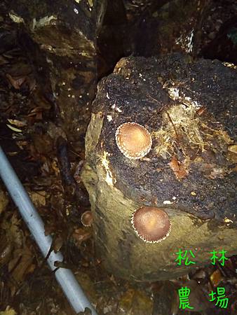 20161121野生木頭香菇採收