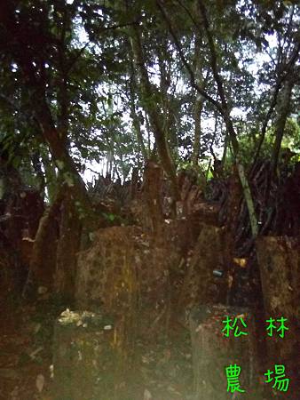 20161121野生木頭香菇採收後