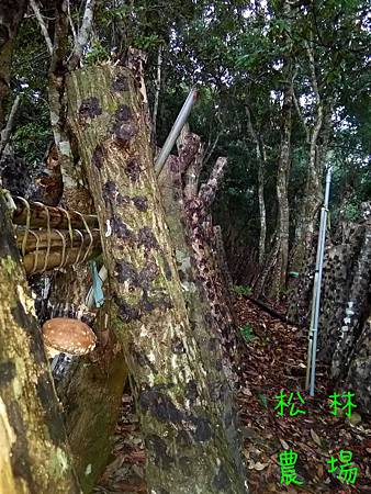 20161121野生木頭香菇採收後