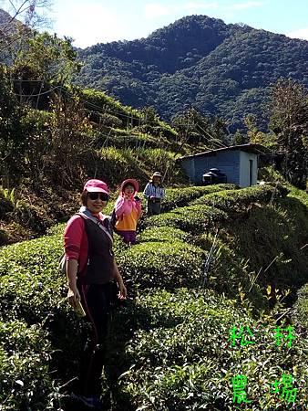 粉絲團成員到茶園參觀