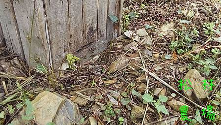 野蜜蜂抵抗白腳虎頭蜂