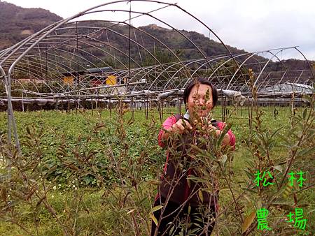 美惠和月香幫忙採收樹豆