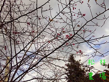 20161222山櫻花開始開花了