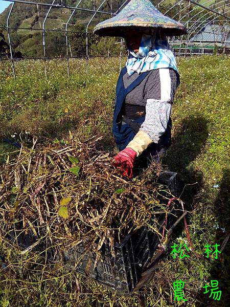 20161223請屋茂採成熟的豆子