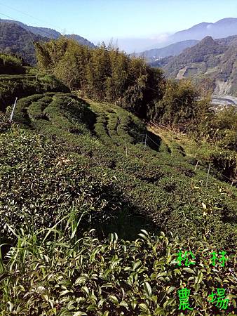 20170105茶園現狀