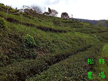 20170120茶園拔草，準備採雪茶