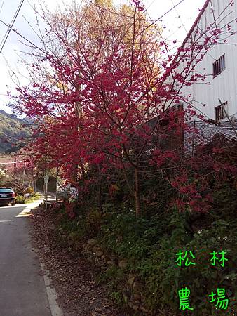 20170130山櫻花盛開