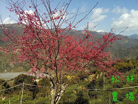 20170209茶園的山櫻花盛開