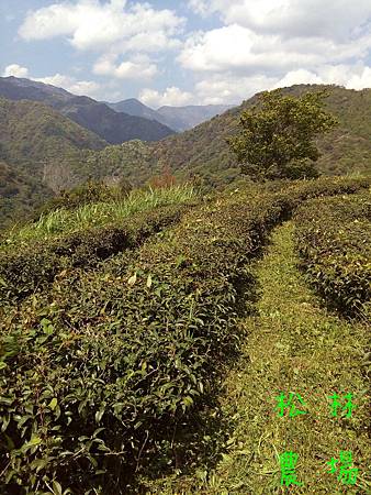 20170324茶園砍草