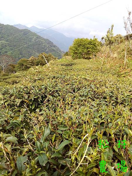 20170409茶園的茶芽長出來了