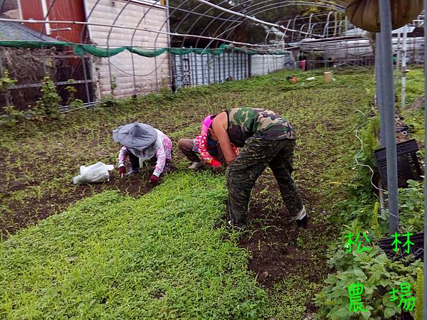 20170411山上小米開始除草疏苗