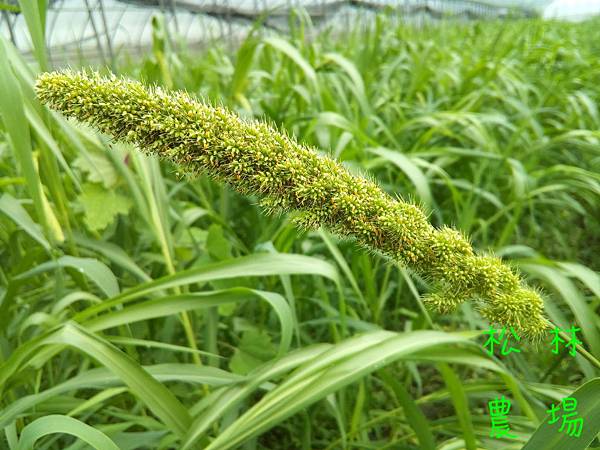 20170419田尾小米陸續抽穗開花