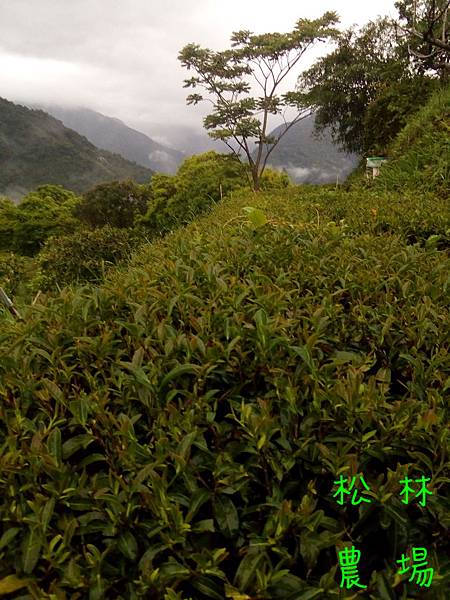 20170421茶園的茶芽