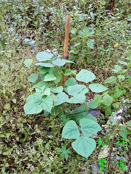 20170428黑肉豆植株開始長大