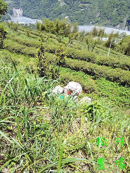 20170430茶園的野蜜採收