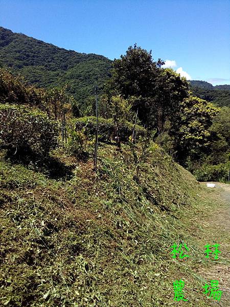 20170825茶園開始砍草