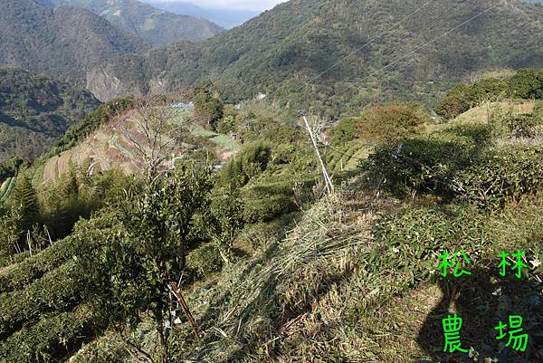 11月18日茶園砍草完成