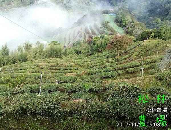 松林農場20171127茶園