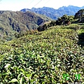 松林農場20171211茶園