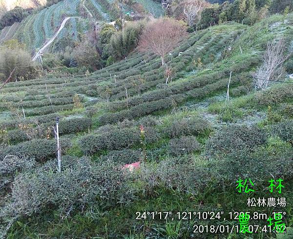 松林農場20180112_074152下霜