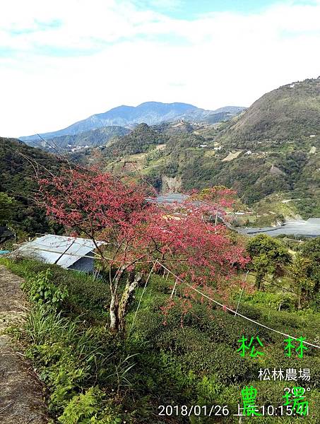 松林農場20180126茶園果樹區生態
