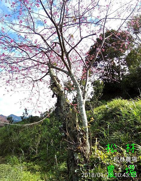 松林農場20180126_茶園果樹區生態