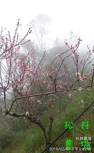 松林農場20180203桃花