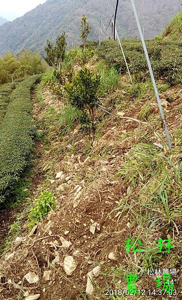 松林農場20180212山豬又來茶園果樹區找蚯蚓搞破壞