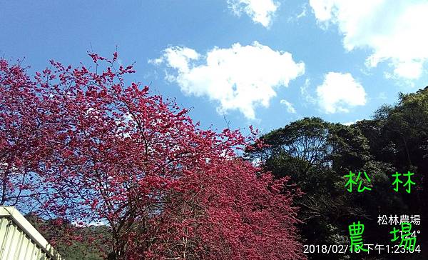 松林農場20180218_櫻花盛開