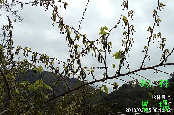 松林農場20180225_長果桑開花結果