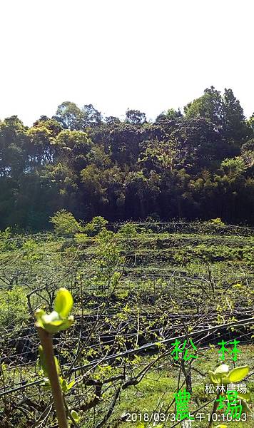 松林農場20180330甜柿區風景