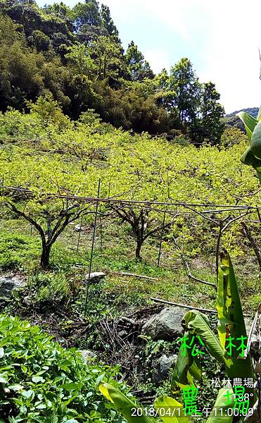 松林農場20180411_甜柿區發芽開花