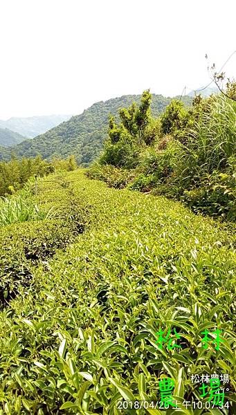 松林農場20180420茶園